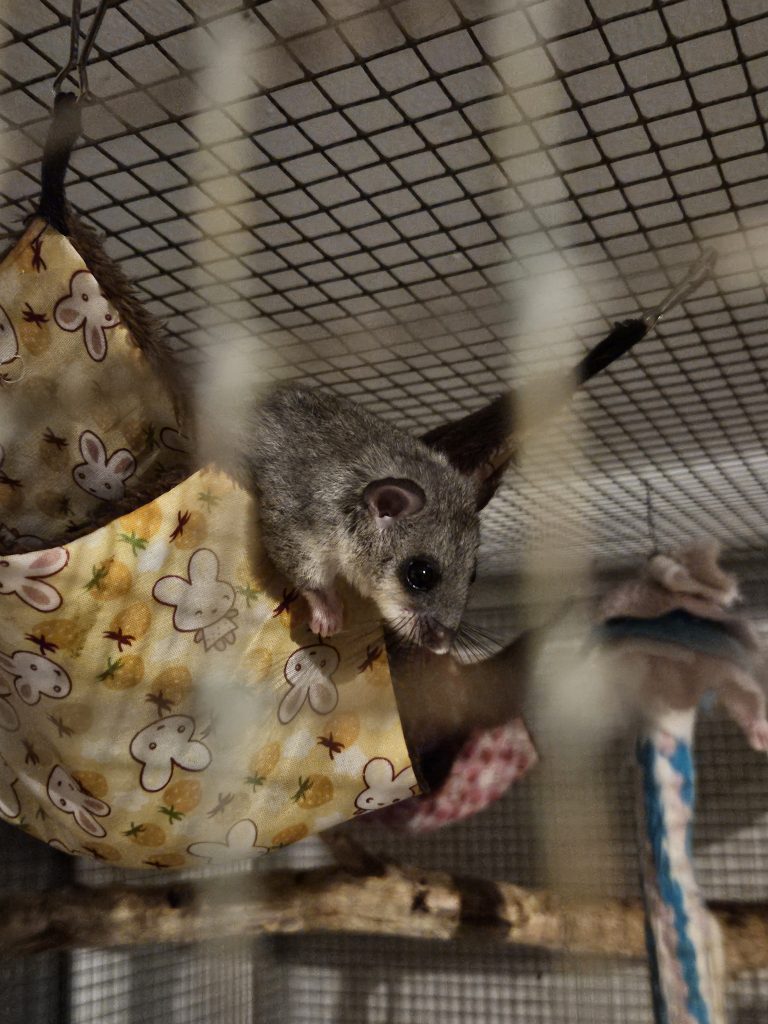 Subadulter Siebenschläfer