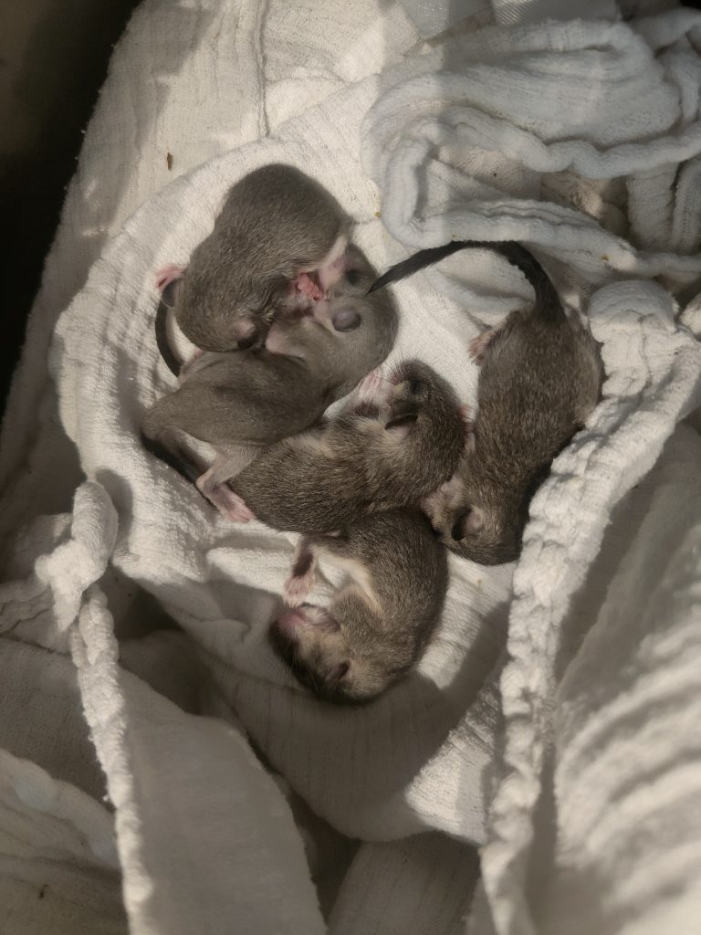 Junge Siebenschläfer