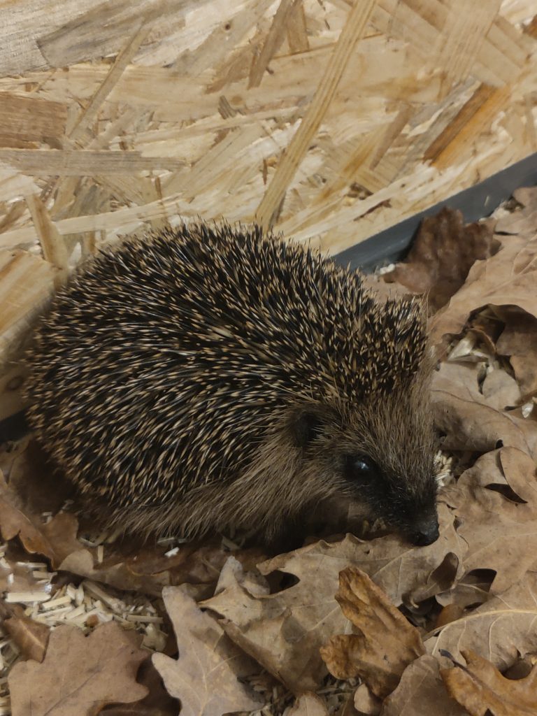 junger Igel