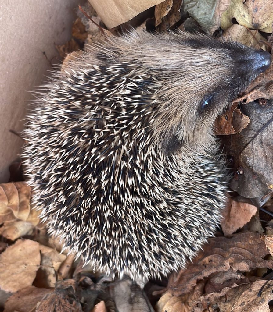 Igel