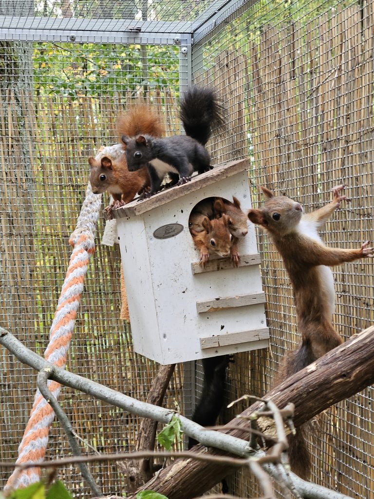 15 Wochen alte Eichhörnchen