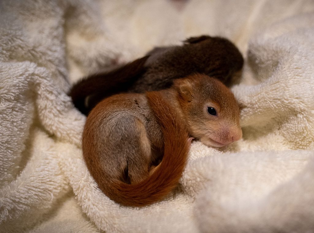 5 Wochen alte Eichhörnchen
