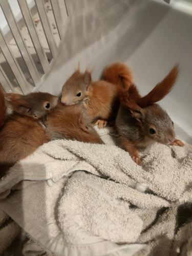 junge Hörnchengeschwister