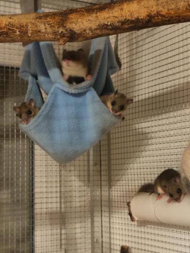 Wie viele Siebis sind wir?