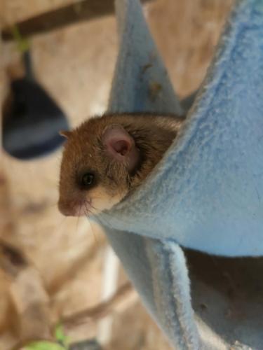 Hier wurden sich schon einige Reserven für den Winterschlaf angefressen