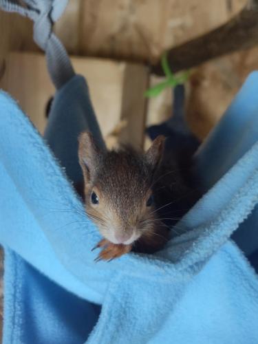 Eichhörnchen in Schaukel