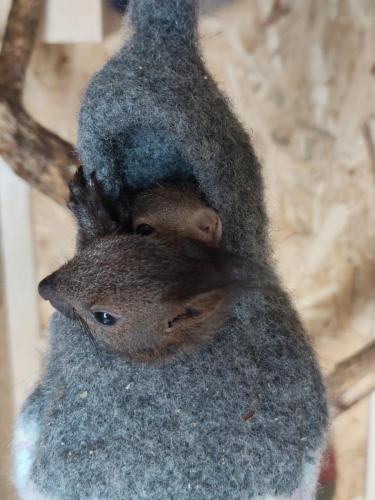 zwei Hörnchen im Filzkobel