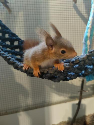 Eichhörnchenjunges auf einer Hängeleiter