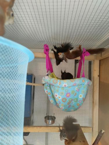 Eindruck aus einer Zimmervoliere