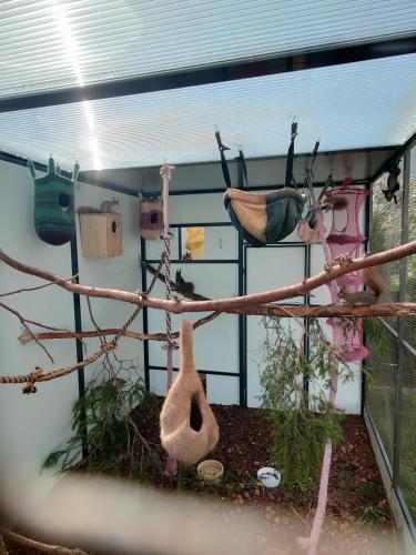 Impressionen aus der Gartenvoliere