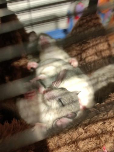 Vollgefressen schläft es sich am besten!